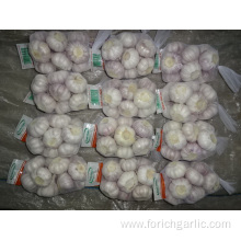 Garlic New Crop 2019